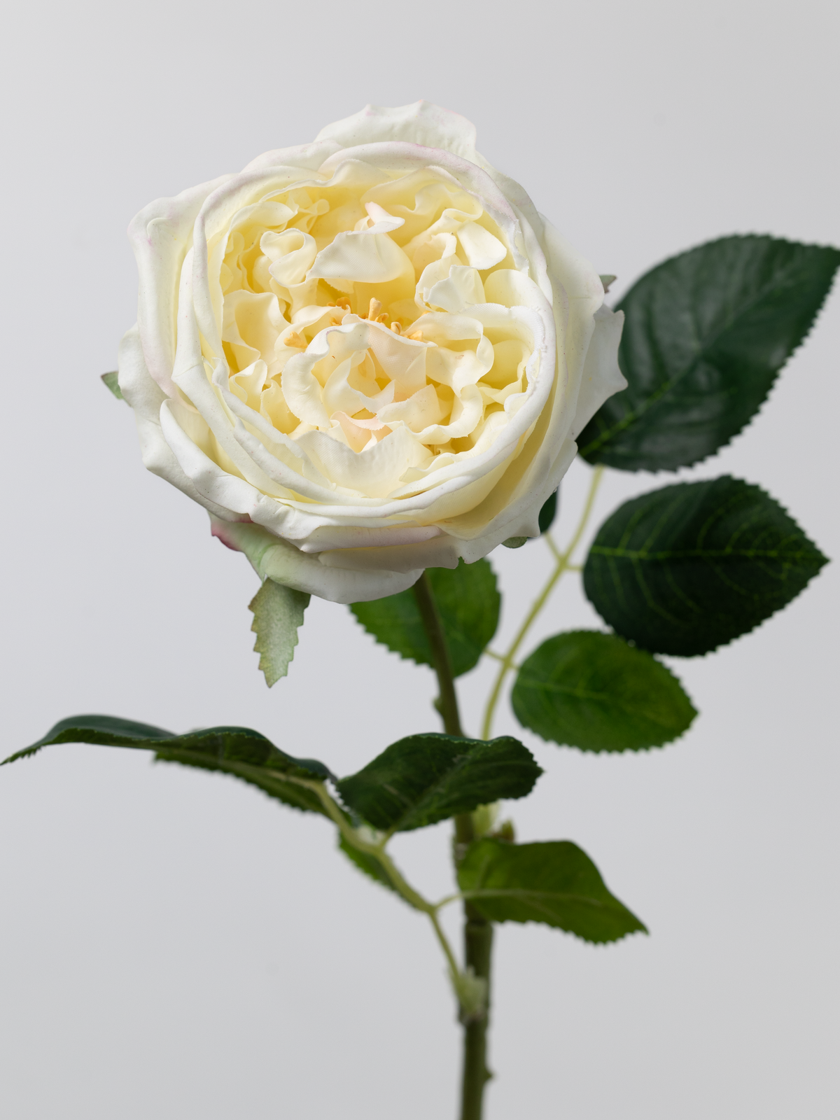 Artificial English Rose in Cream