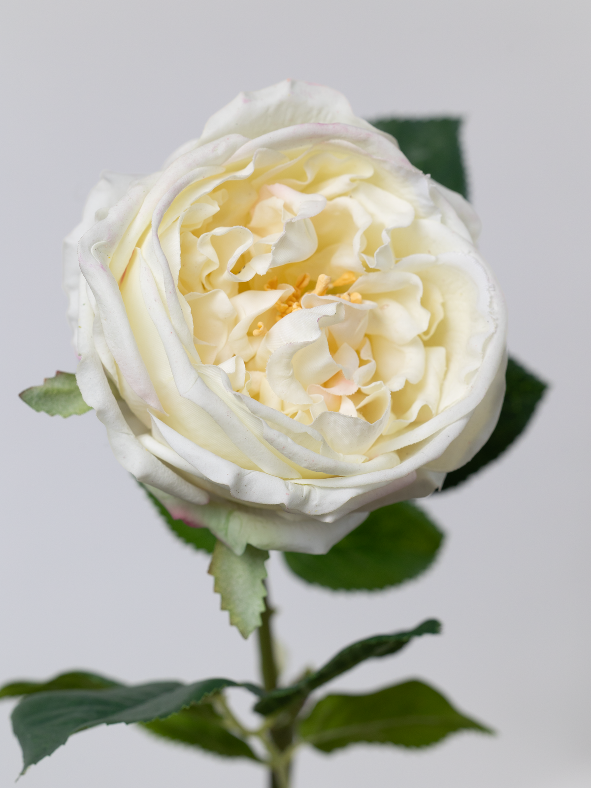 Artificial English Rose in Cream