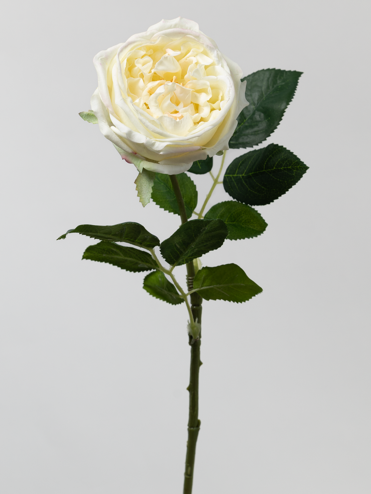 Artificial English Rose in Cream