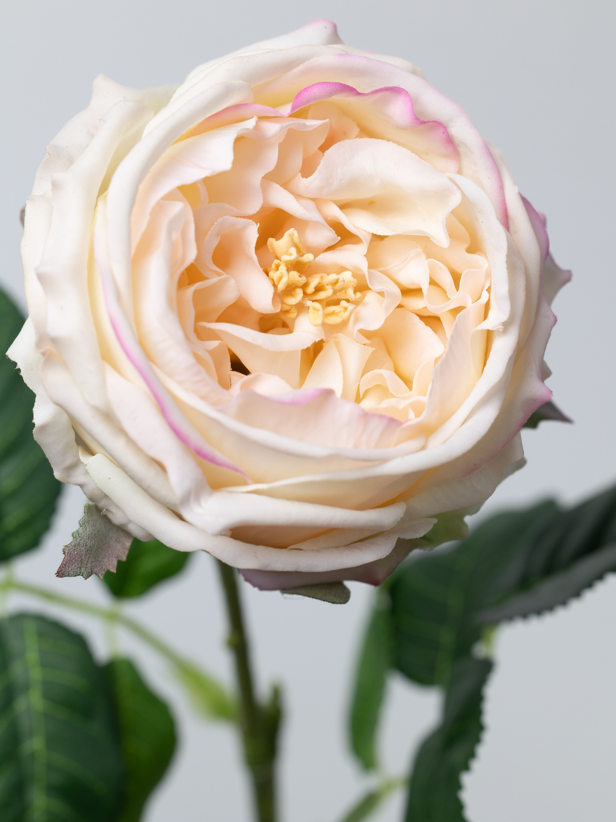 Artificial English Rose in Champagne Pink