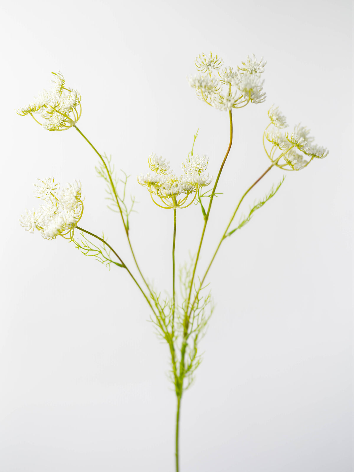 Faux Queen Anne&#39;s Lace