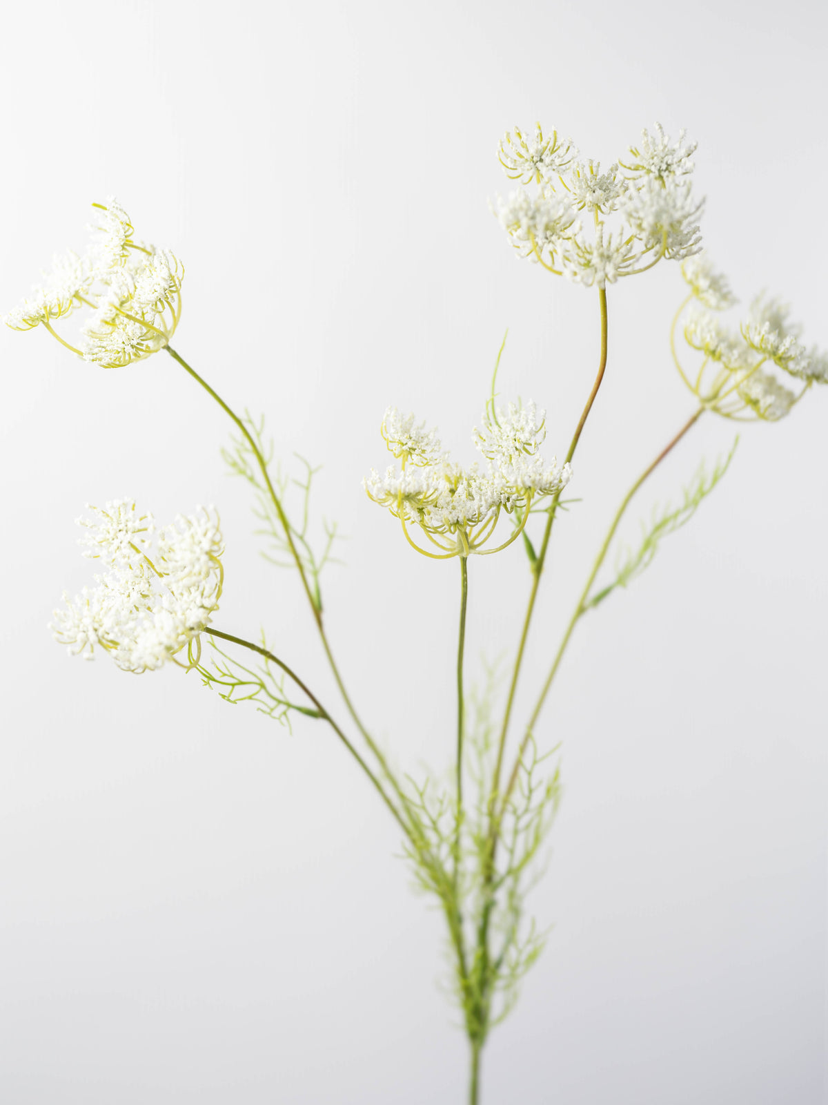 Faux Queen Anne&#39;s Lace