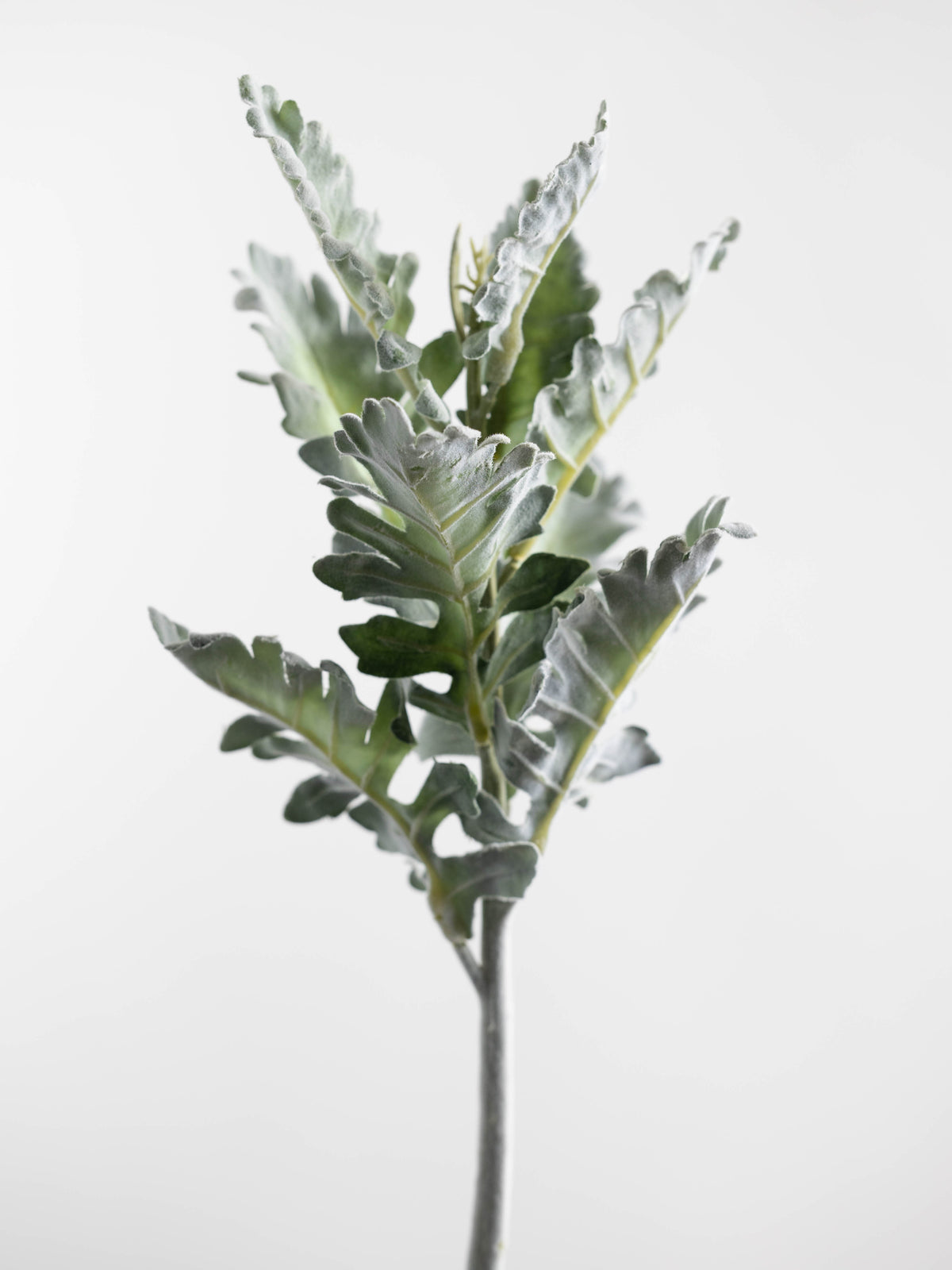 Dusty Miller Artificial Stem