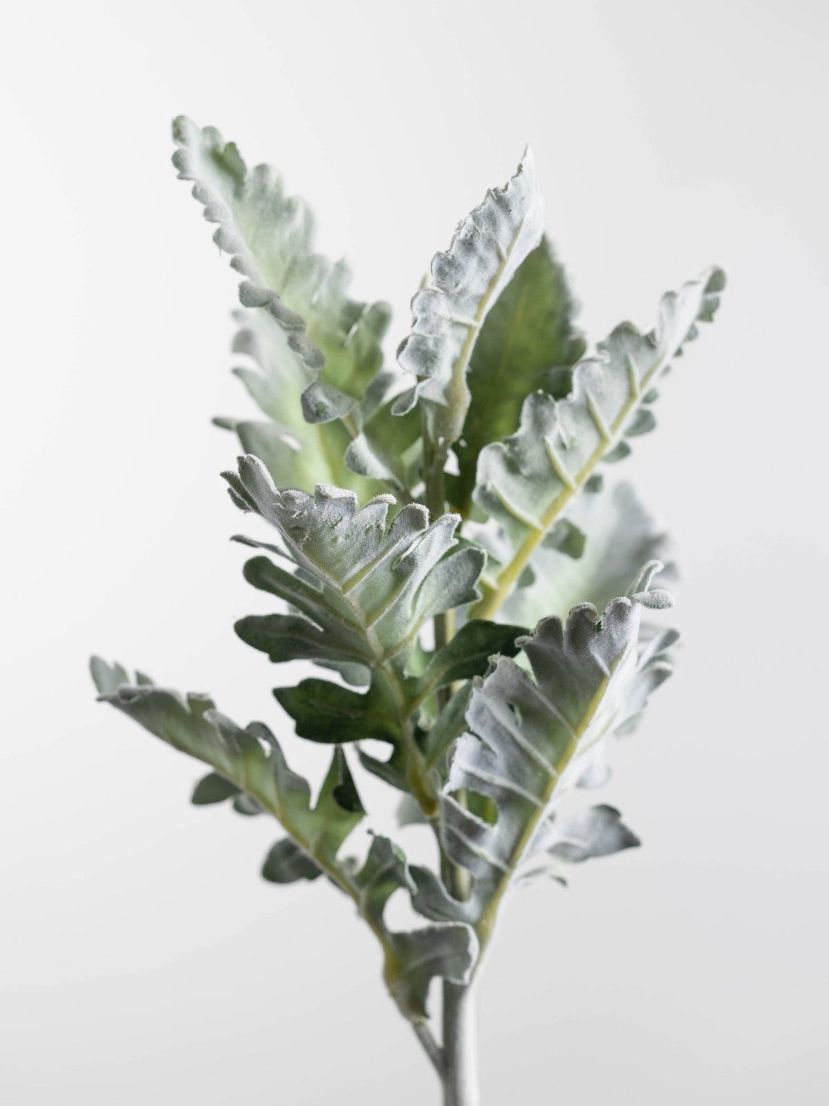 Dusty Miller Artificial Stem