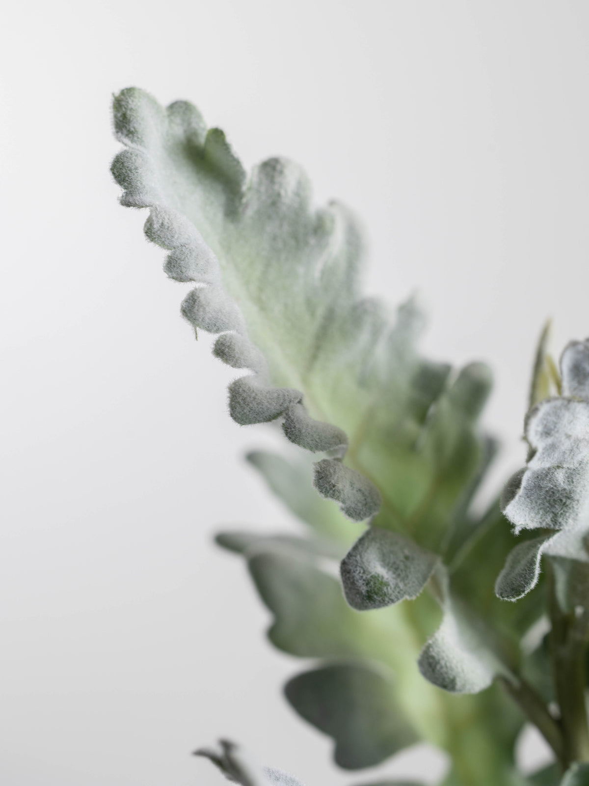 Dusty Miller Artificial Stem