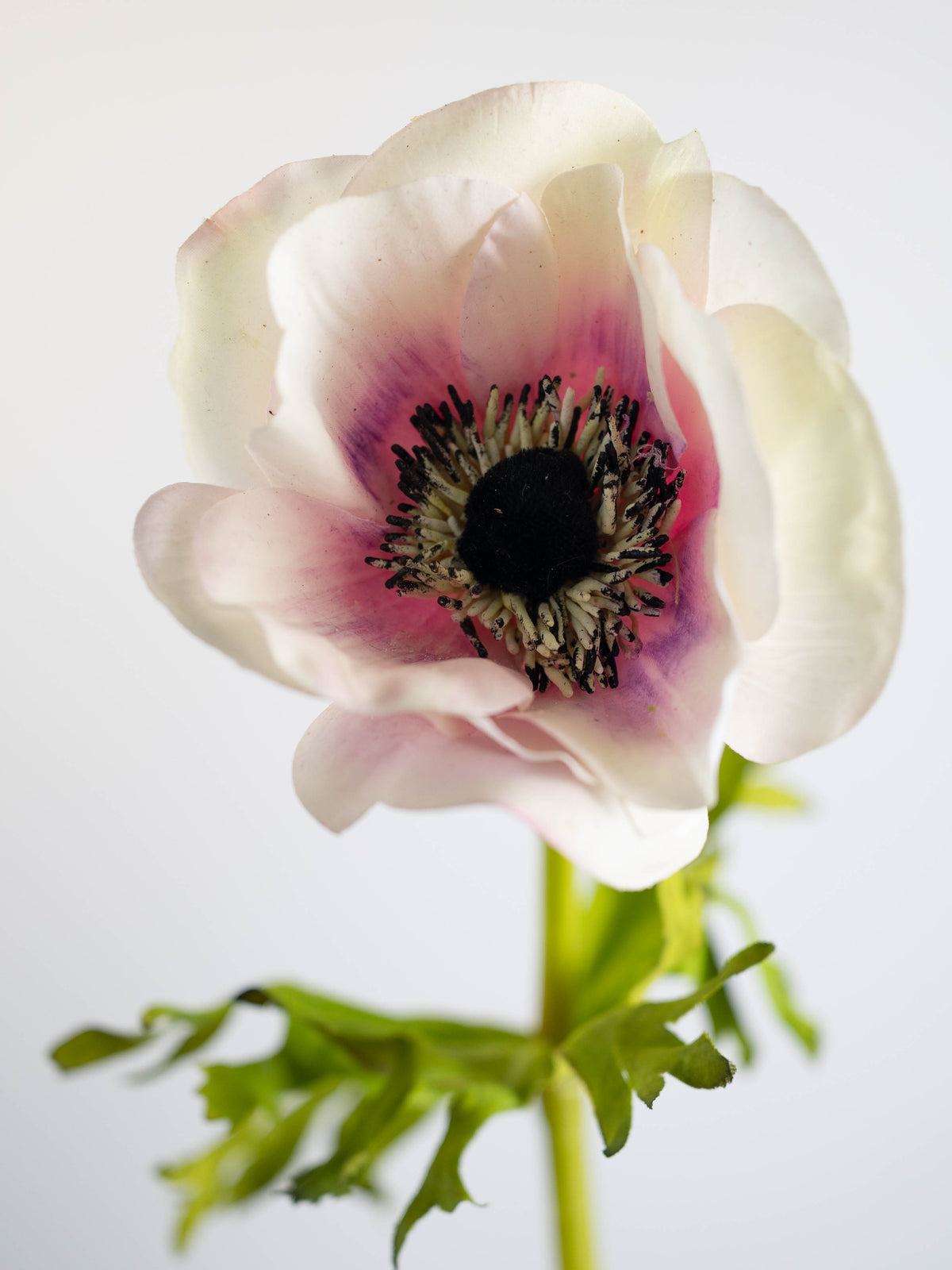 Real Touch White and Purple Poppy