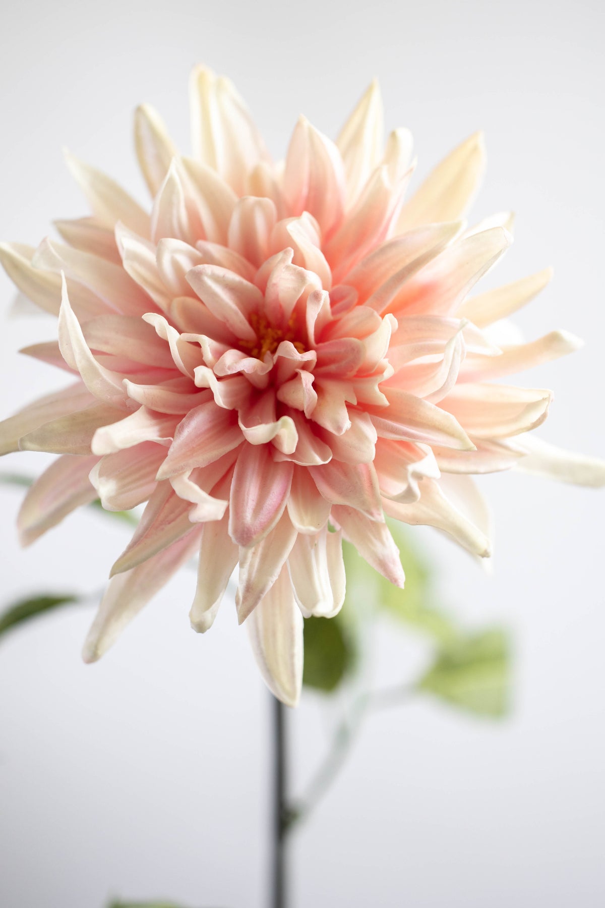 Light Pink Real Touch Dahlia