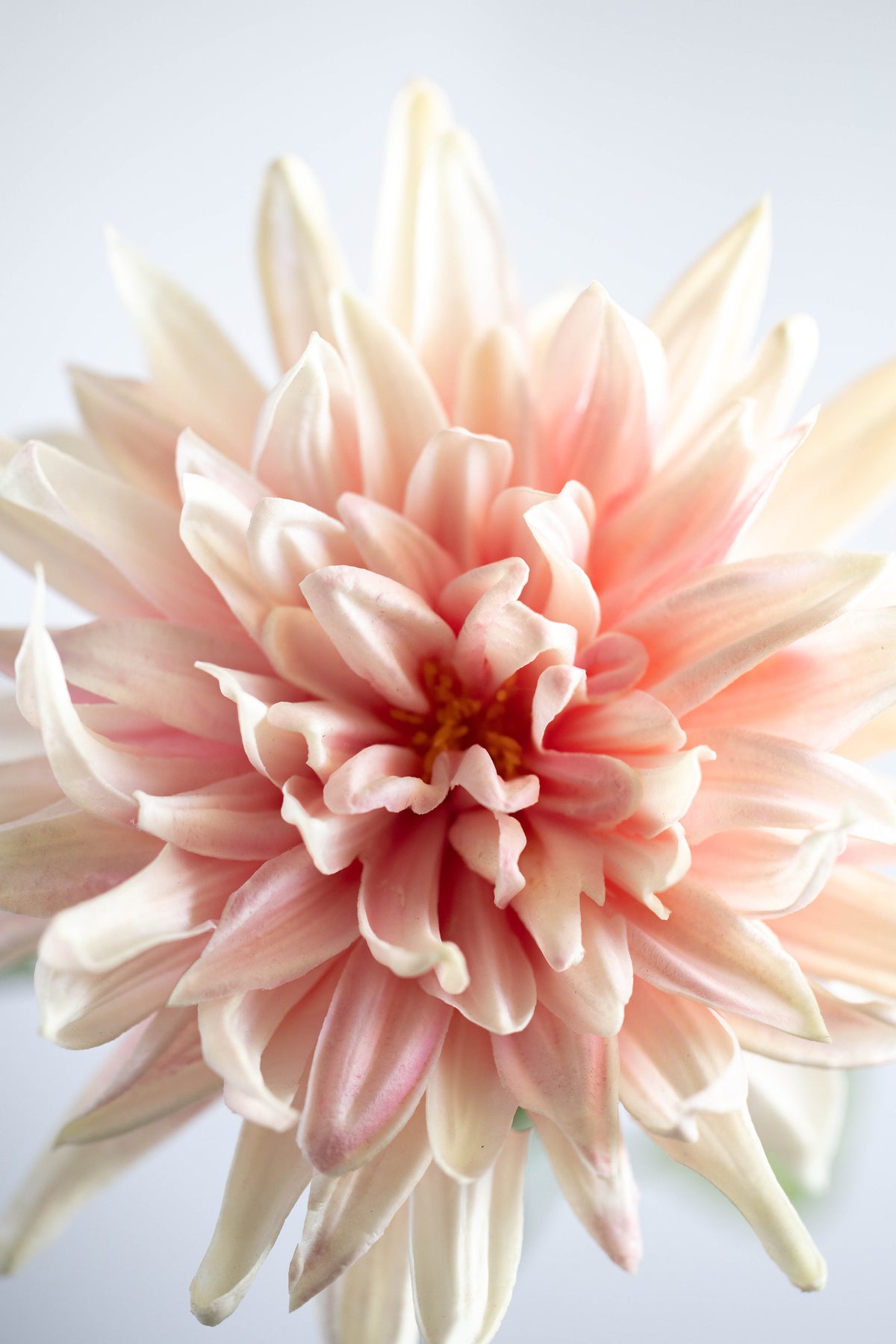 Light Pink Real Touch Dahlia